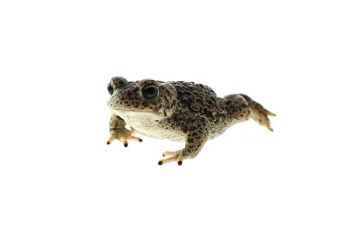 Beyaz arka plan ile Natterjack kurbağa (Epidalea calamita)