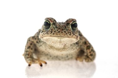 Beyaz arka plan ile Natterjack kurbağa (Epidalea calamita)