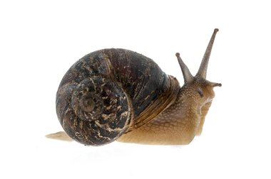 Beyaz arka plan ile Bahçe salyangoz (Helix aspersa)