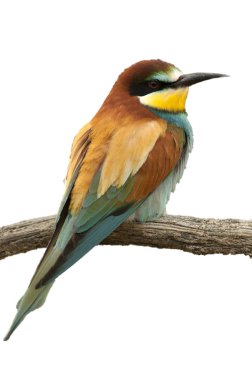 Avrupa arı kuşugiller (arı kuşu apiaster), tünemiş dal, beyaz arka plan ile