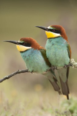 Avrupa arı kuşugiller (arı kuşu apiaster), çift dal üzerinde tünemiş.