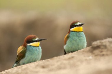 Avrupa arı kuşugiller (arı kuşu apiaster), çift dal üzerinde tünemiş.