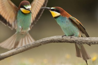 Avrupa arı kuşugiller (arı kuşu apiaster), çift dal üzerinde tünemiş.
