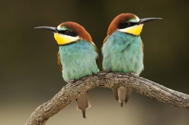 Avrupa arı kuşugiller (arı kuşu apiaster), çift dal üzerinde tünemiş.