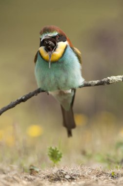 Bir yusufçuk ile dala tünemiş Avrupa arı kuşugiller (arı kuşu apiaster),