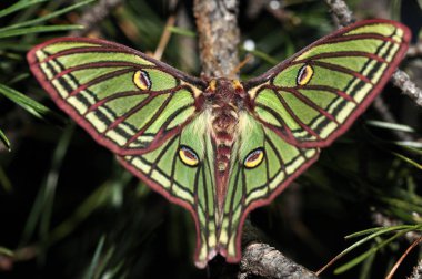 Elizabeth kelebek (Graellsia isabelae), bir çam, İspanya