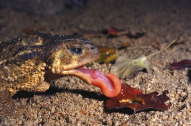 ortak kurbağa, solucan, dilini yeme bufo bufo