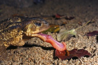 ortak kurbağa, solucan, dilini yeme bufo bufo