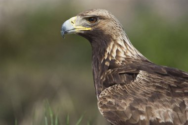 kaya kartalı (Aquila chrysaetos), portre