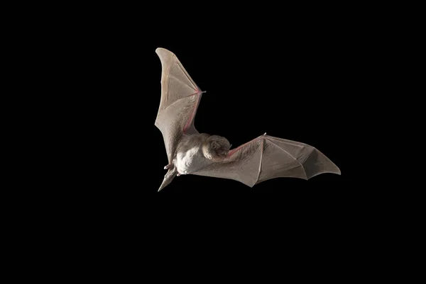 蝙蝠弯曲共同 Miniopterus Schreibersii 在洞穴中飞行 黑色背景 — 图库照片
