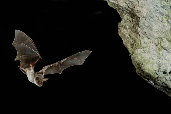 Γερακίνα Νυχτερίδα Myotis Myotis Πτήση Στη Σπηλιά Του — Φωτογραφία Αρχείου