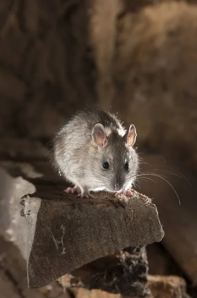 Fekete Patkány Vagy Mező Patkány Portré Egy Régi Szénakazalban Rattus — Stock Fotó