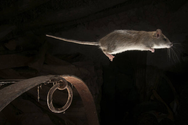 Black rat or field rat Jumping and looking for food in an old haystack, Rattus rattus, Spain