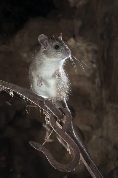 Black Rat Field Rat Portrait Old Haystack Rattus Rattus Spain — Stock Photo, Image