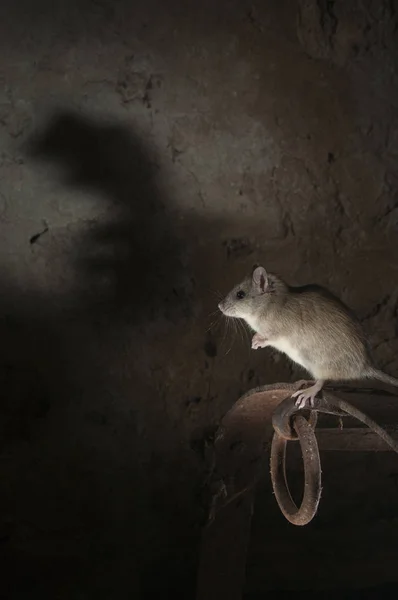 Zwarte Rat Veld Rat Portret Een Oude Hooiberg Rattus Rattus — Stockfoto