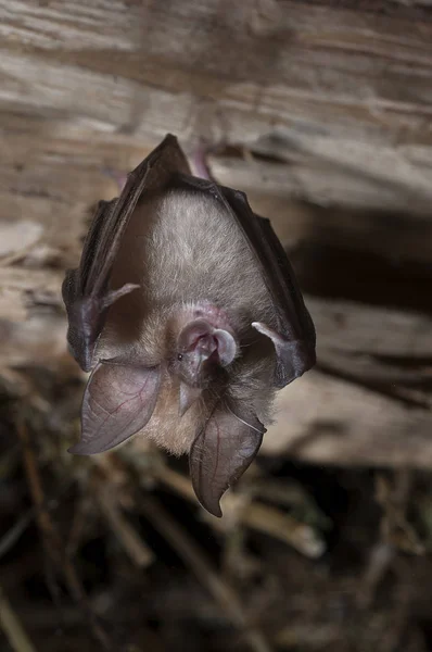 Murciélago Herradura Menor Rhinolophus Hipposideros Colgado Durmiendo Dentro Una Casa — Foto de Stock