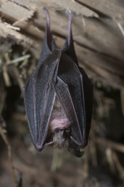 Podkowiec Mały Rhinolophus Hipposideros Wiszące Spanie Wewnątrz Starego Domu Hiszpania — Zdjęcie stockowe