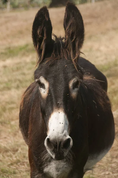 Retrato Burro Con Moscas — Foto de Stock