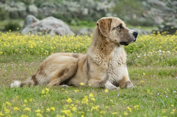 牧草地で牧羊犬の肖像品種 Mastin — ストック写真