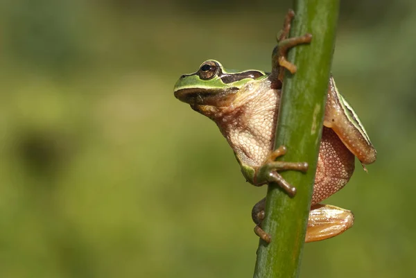 개구리 Hyla Arborea 스페인에 — 스톡 사진