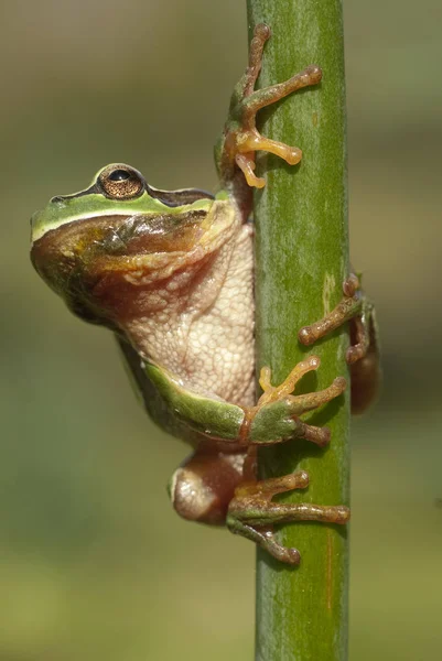 Árvore Europeia Verde Anfíbio Hyla Arborea Sentada Relva Espanha — Fotografia de Stock