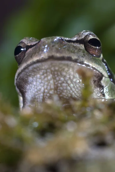 Nice Amphibian Green European Tree Frog Hyla Arborea Detalhes Dos — Fotografia de Stock