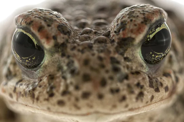 Sapo Natterjack Epidalea Calamita Com Fundo Branco Detalhe Dos Olhos — Fotografia de Stock