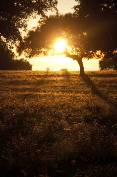 Wiesenlandschaft Sonnenuntergang Zwischen Eichen — Stockfoto