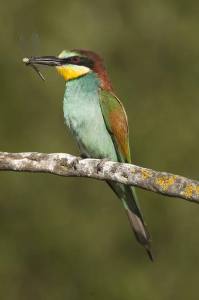 Avrupa Arı Kuşugiller Arı Kuşu Apiaster Tünemiş Bir Dalı Ile — Stok fotoğraf