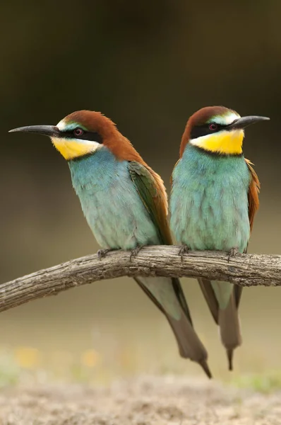 European Bee Eater Merops Apiaster Couple Perched Branch — Stock Photo, Image