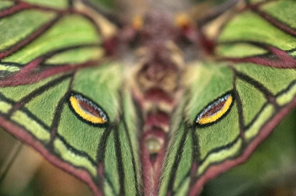 Elżbietańskiej Motyl Graellsia Isabelae Wszystko Skrzydeł Hiszpania — Zdjęcie stockowe