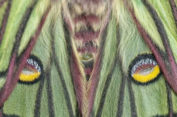 Mariposa Isabelina Graellsia Isabelae Detalle Las Alas España — Foto de Stock