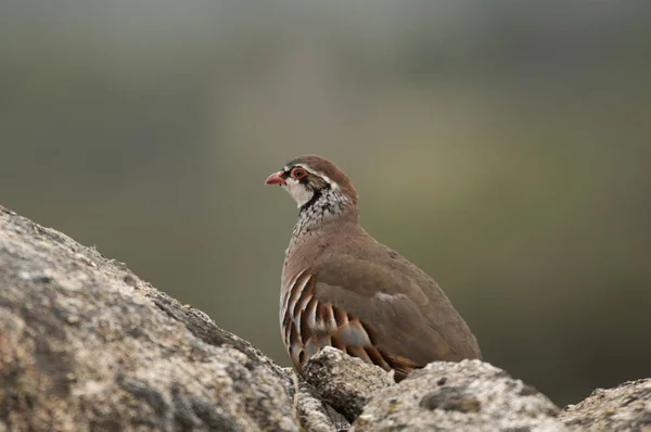 Červená Legged Alectoris Rufa Spočívající — Stock fotografie