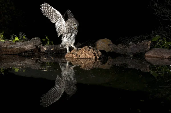 Athene Noctua Owl Búho Pequeño Encaramado Una Roca Por Noche — Foto de Stock