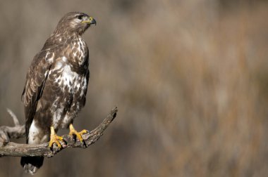 yaygın akbaba (Buteo buteo)