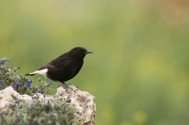 Erkek siyah kuyrukkakan, Oenanthe leucura