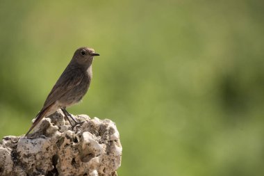 siyah kırmızı başlangıç (Phoenicurus ochruros)