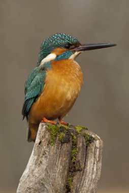 Tünemiş yalıçapkını (Alcedo şuna)