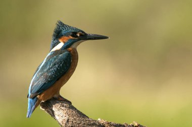 Tünemiş yalıçapkını (Alcedo şuna)