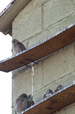 Küçük kerkenez, Falco naumanni yetiştiriciliği