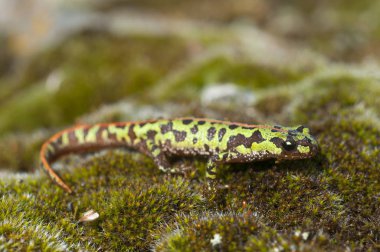 Pigme mermer newt (Triturus pygmaeus), amfibi