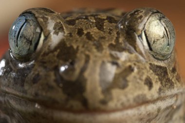 Spadefoot kurbağa, Pelobates cultripes, amfibi