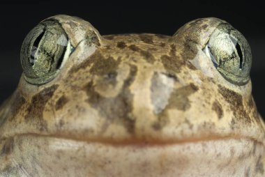 Spadefoot kurbağa, Pelobates cultripes, amfibi