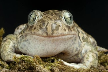 Spadefoot kurbağa, Pelobates cultripes, amfibi