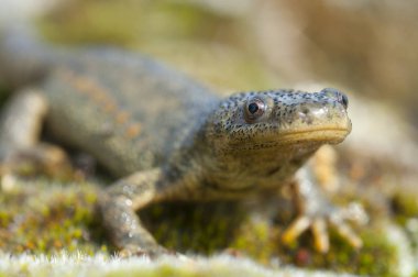 İspanyol oluklu kertenkele (Pleurodeles waltl)