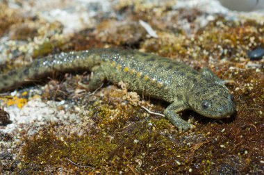 Spanish ribbed newt (Pleurodeles waltl) clipart