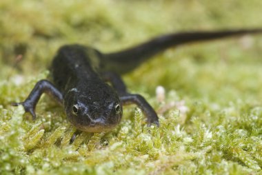 Triturus boscai, Lissotriton boscai, Triton, Anfibio, korunan türler