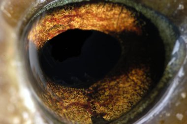 ortak kurbağa bufo bufo, amfibi