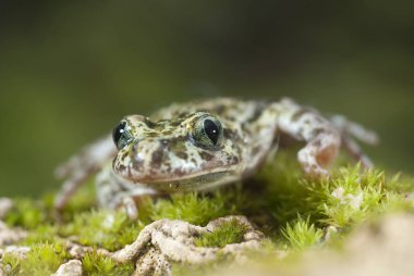 İber benekli sapillo (Pelodytes ibericus), amfibi