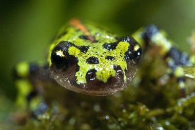 Mermer newt, su, sorguç, amfibi Triturus pavuryası